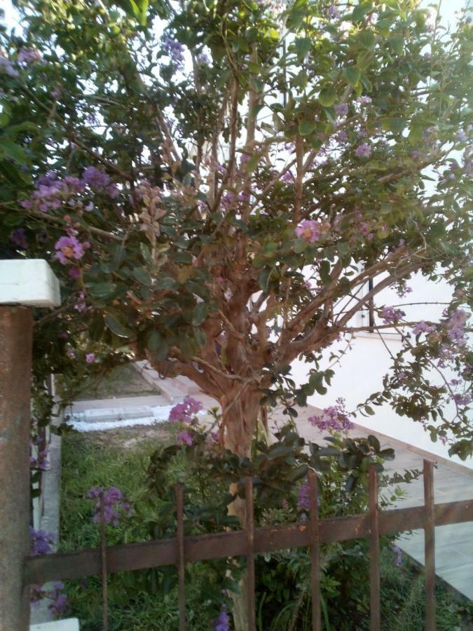 The Judas Trees Местре Экстерьер фото